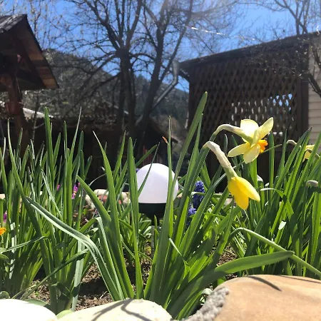 диво квітка * Tatariv