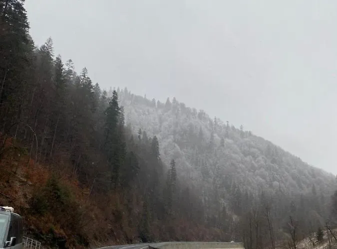 диво квітка